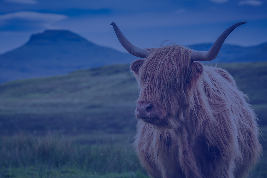 Scotland SEO Support